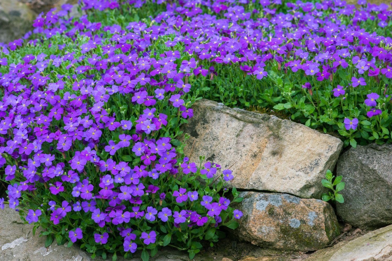 Blaukissen Flower Seeds for Planting, Fresh, 100 pcs for planting in your garden.