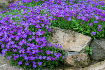 Blaukissen Flower Seeds for Planting, Fresh, 100 pcs