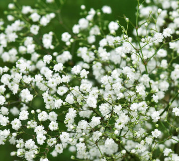 Baby's-Breath Flower Seeds for Planting ƒ?? Organic, Heirloom, Non-GMO Gypsophila Seeds