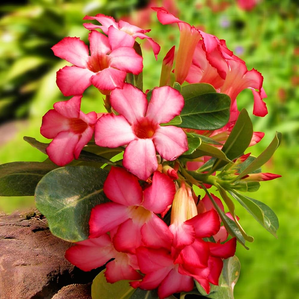 Adenium Obesum Flower Seeds ƒ?? Heirloom Non-GMO Desert Rose Seeds for Colorful Garden Pots for planting in your garden.