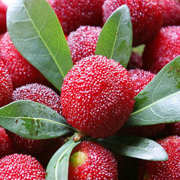 Rubra Fruit Seeds for Tropical Gardens & Rare Fruits 100 Pcs pcs
