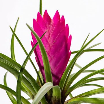 Organic Heirloom Non-GMO Pink Tillandsia Cyanea Seeds for Planting – Air Plant Blooms