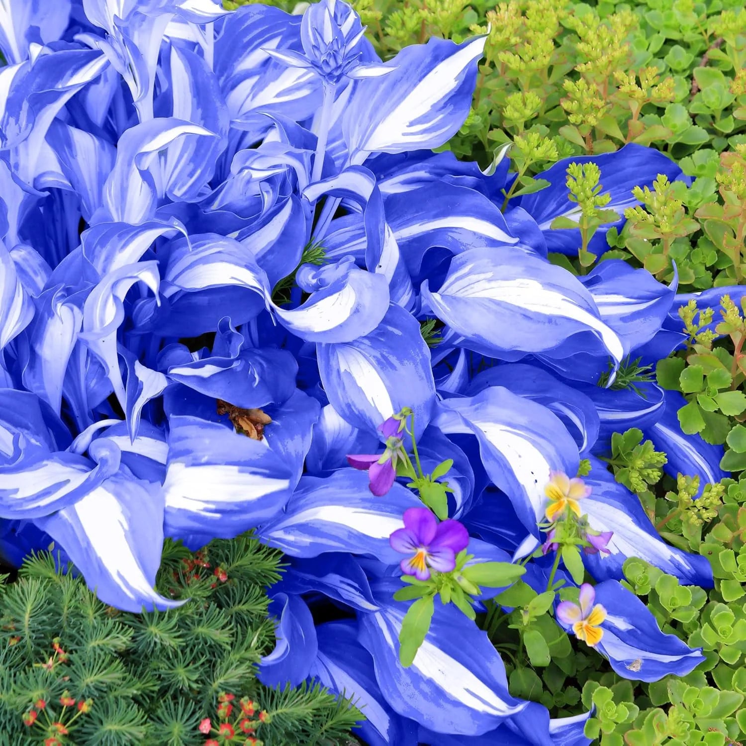 Heirloom Non-GMO Green Blue Hosta Plant Seeds for Planting