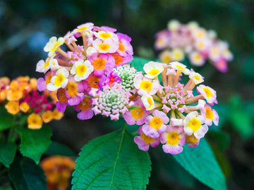 Wandelröschen Flower Seeds for Planting, 100 pcs