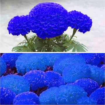 Heirloom Non-GMO Marigold Flower Seeds for Planting – Vibrant Blooms for Garden & Pots