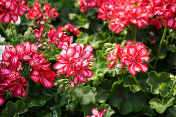 Red & White Geranium Flower Seeds for Planting ƒ?? Heirloom, Non-GMO