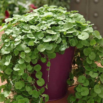 Emerald Falls Dichondra House Plant Seeds for Garden - NON GMO Seeds