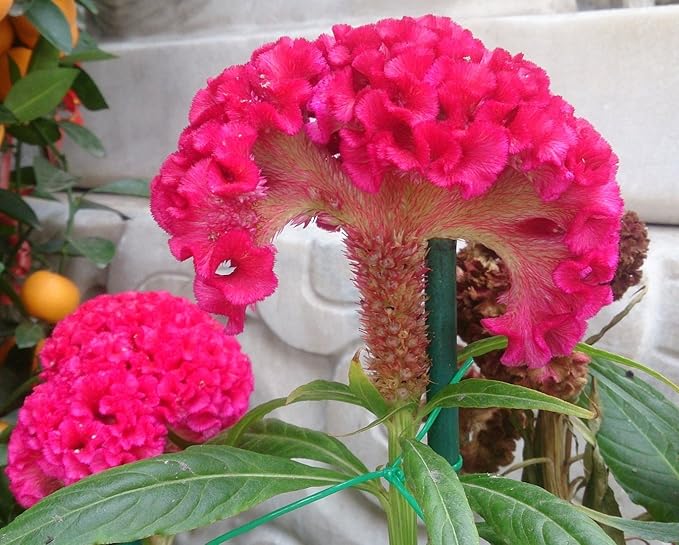 Dark Pink Celosia Seeds for Planting - NON GMO Seeds seeds for planting in home garden