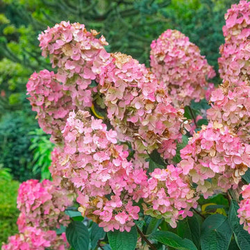 Heirloom Non-GMO Hydrangea Flower Seeds for Planting – Vibrant Garden Bloom Seeds