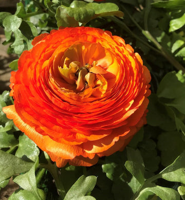 Yellow Red Ranunculus Flower Seeds – Heirloom Non-GMO Double Blooms for Garden Planting