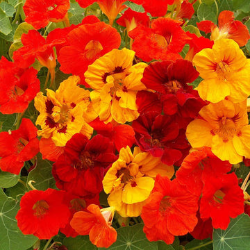 Heirloom Nasturtium Flower Seeds for Planting ƒ?? Non-GMO, Fresh Edible Garden Blooms