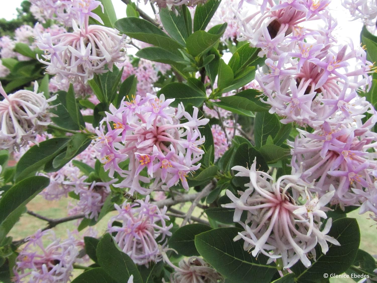 Dais Cotinifolia Flower Seeds for Planting, Heirloom, Non-GMO for planting in home garden