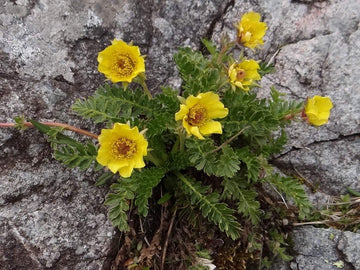 Geum Reptans Flower Seeds – Heirloom Non-GMO Seeds for Rock Garden and Alpine Planting