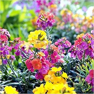 English Wallflower Cheiranthus seeds for garden planting