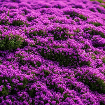 Purple Creeping Thyme Flower Seeds – Heirloom, Non-GMO, Fragrant Ground Cover for Garden Planting