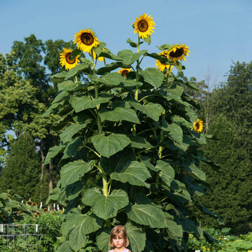 Sunzilla Sunflower Seeds â€“ Heirloom, Non-GMO Giant Sunflower Seeds for Planting Gardens