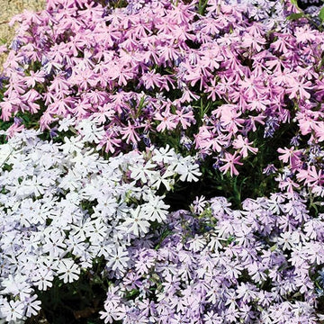 Organic Mix Creeping Phlox Flower Seeds for Planting â€“ Heirloom, Non-GMO