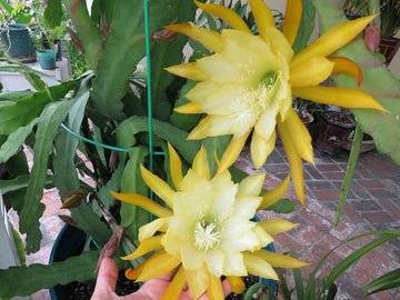 Epiphyllum Orchid Seeds for Planting, NON GMO Seeds