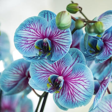 Rare Blue & Pink Phalaenopsis Orchid Flower Seeds – Non-GMO Heirloom for Planting