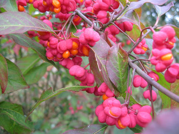 Heirloom Non-GMO Spindle Flower Seeds for Planting – Decorative Ornamental Blooms for Garden Landscapes