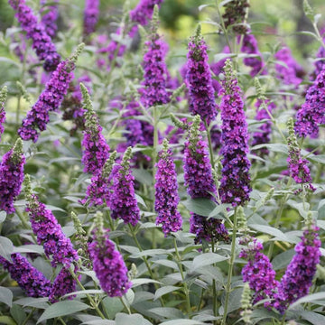 Heirloom Knight Butterfly Bush Flower Seeds for Planting, Non-GMO