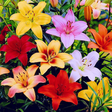 Mix Asiatic Lilies Flower Seeds for Planting - Heirloom and Non-GMO garden seeds