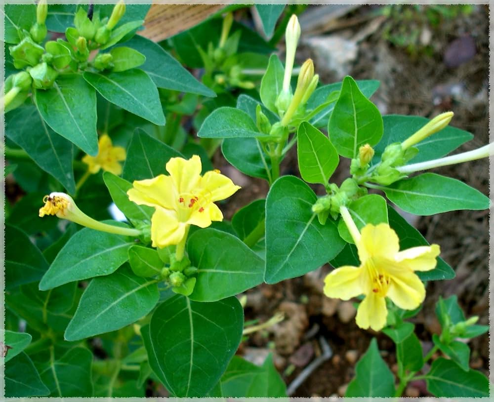 Yellow Marquezii Plant Seeds for Planting - 100 pcs for planting in your garden.