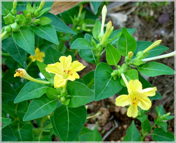Yellow Marquezii Plant Seeds for Planting - 100 pcs