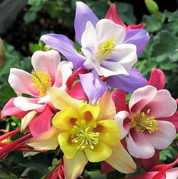 Heirloom Non-GMO Multi-Colored Columbine Flower Seeds for Planting – Vibrant Perennial Seeds