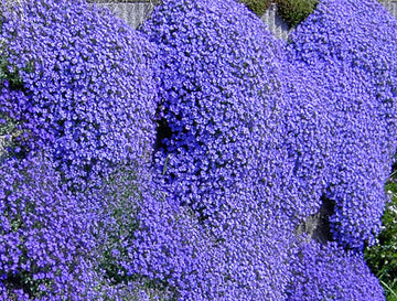 Aubrieta Plant Seeds Blue for Planting ƒ?? Heirloom, Non-GMO, Organic