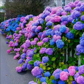 Blue,Pink,Purple Hydrangea Flower Seeds for Planting, NON GMO Seeds