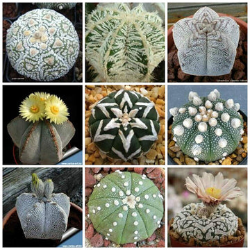 Heirloom Non-GMO Succulent Bonsai Plant Seeds for Planting