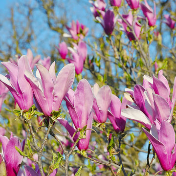 Heirloom Magnolia Liliiflora Flower Seeds for Planting, Non-GMO