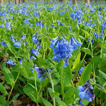 Mertensia Flower Seeds for Planting - NON GMO Seeds