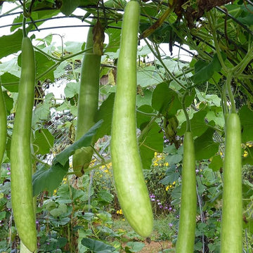 YEGAOL Garden Cucuzzi Gourd Vegetable Seeds for Planting - 100 Pcs pcs