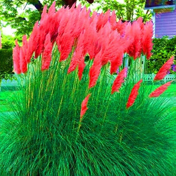 Red Pampas Grass Seed
