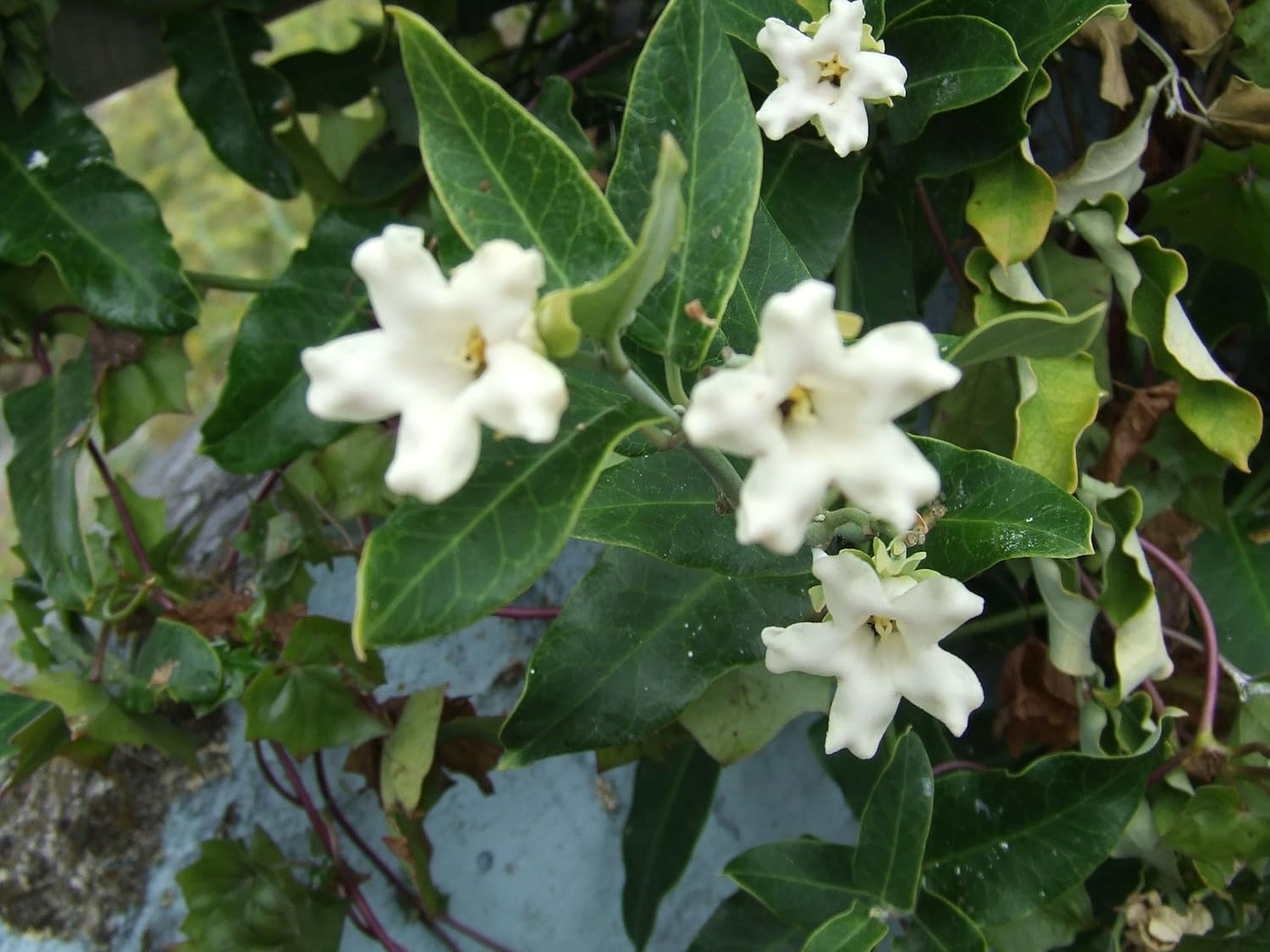 Heirloom Non-GMO Araujia Flower Seeds for Planting – Fast-Growing Climbing Ornamental Blooms - Non-GMO for planting in home garden