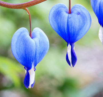 Heirloom Non-GMO Blue Bleeding Heart Flower Seeds for Unique Garden Borders and Romantic Planting