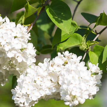 White Japanese Lilac Seeds for Planting â€“ Non-GMO Heirloom Garden Seeds