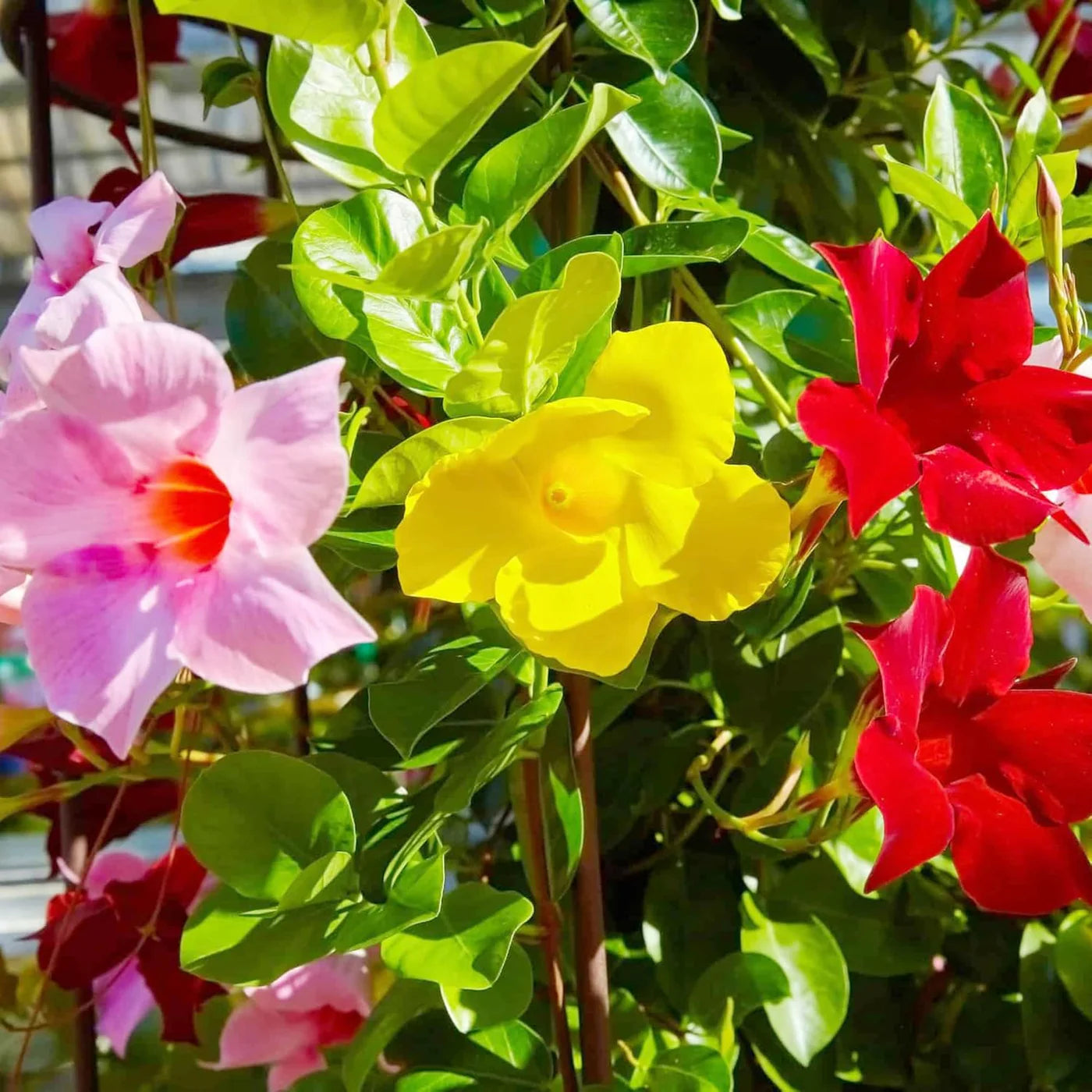 Mixed Mandevilla Sanderi Flower Seeds for Planting - Heirloom and GMO Free Seeds for Home Garden for planting in home garden