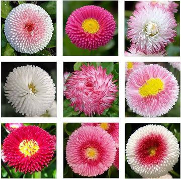 English Daisy Double Mix, Seeds, Elegant Cut Flower