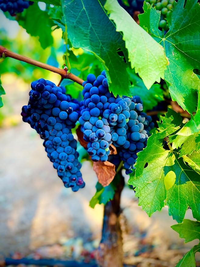 Blue Grape Fruit Seeds - A Rare and Beautiful Grape Variety for Your Garden 100 Pcs pcs