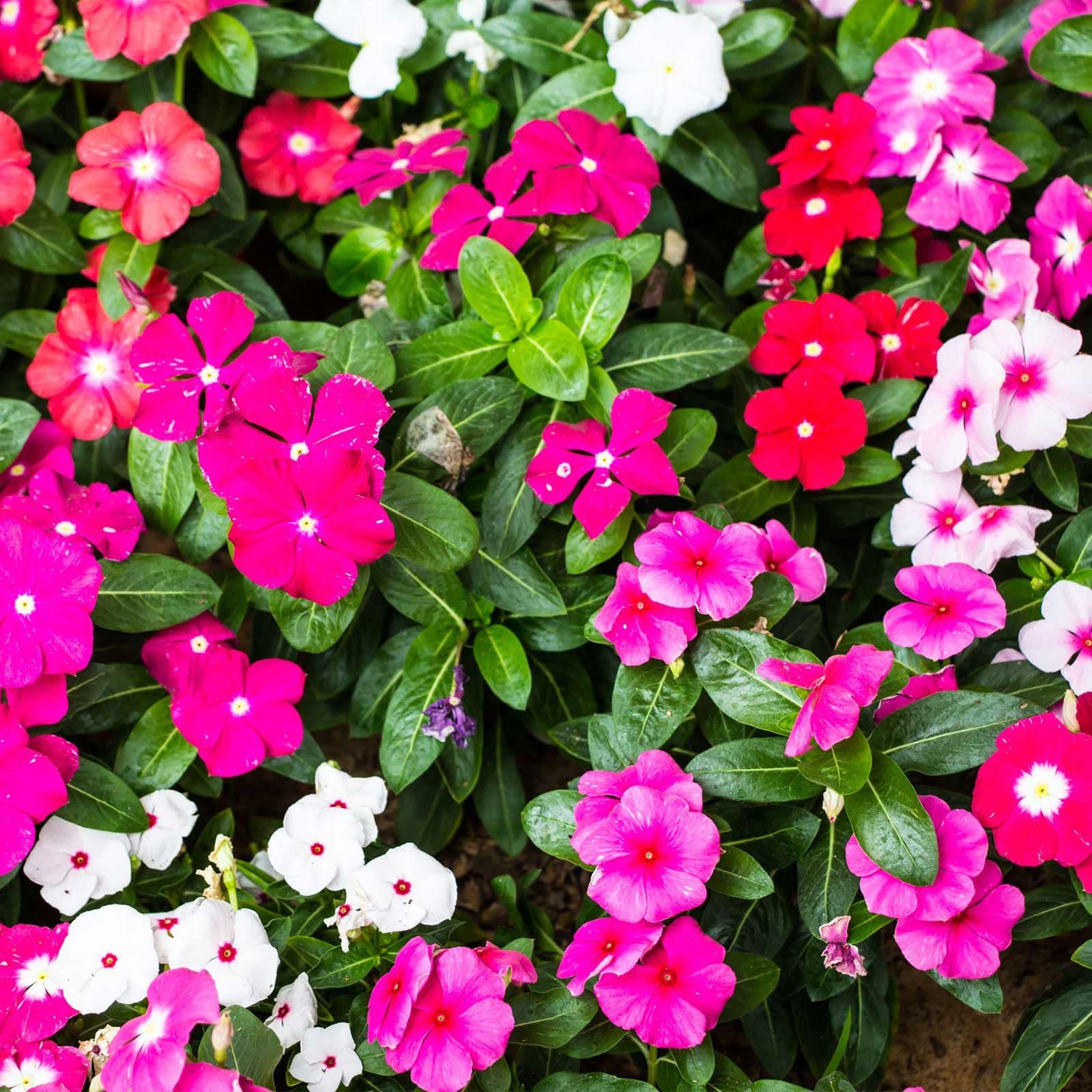 Heirloom Non-GMO Vinca Flower Seeds for Planting – Mixed Colors, Easy-Grow Annual Blooms for planting in your garden.