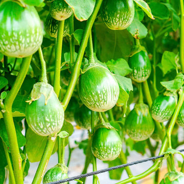 Thai Chao Phraya Eggplant Vegetable Seeds
