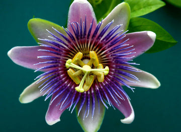 Yellow Violet Passion Flower Seeds – Heirloom, Non-GMO, for Garden and Outdoor Planting