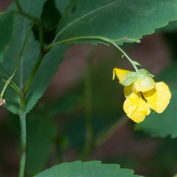 Jewelweed Flower Seeds â€“ Heirloom, Non-GMO Wildflower Seeds for Planting Pollinator Gardens