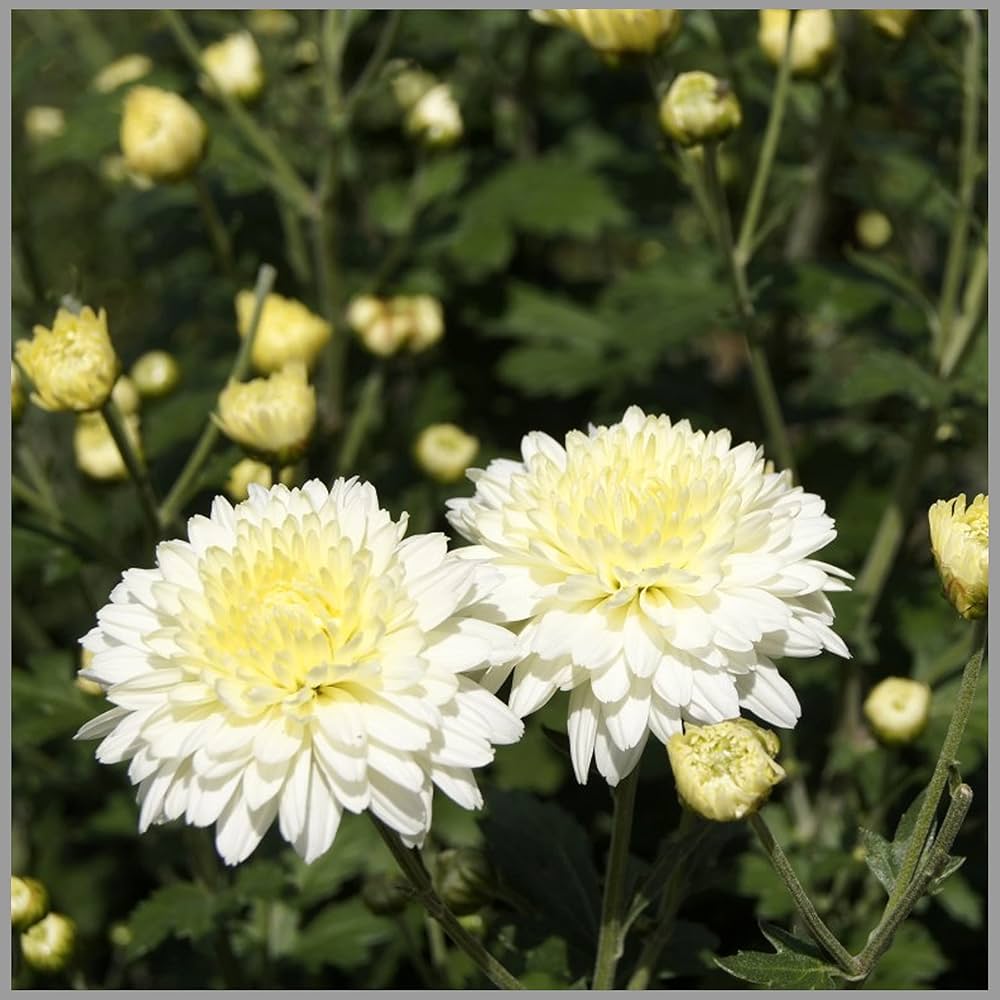 Heirloom Non-GMO Chrysanthemum Perennial Flower Seeds – Vibrant Fall Blooms - Non-GMO for planting in home garden