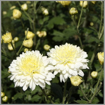Heirloom Non-GMO Chrysanthemum Perennial Flower Seeds – Vibrant Fall Blooms