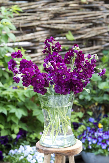 Deep Purple Matthiola Incana Seeds – Fragrant Flower Seeds for Planting