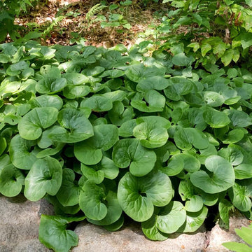 Wild Ginger Plant Seeds for Planting - NON GMO Seeds